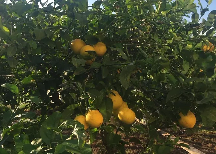 Dijana Apartamento *